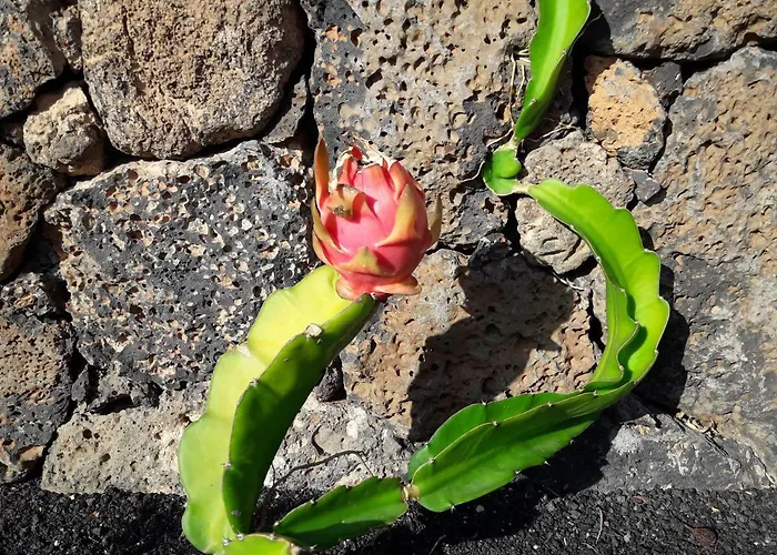 Casa Chona Apartamento