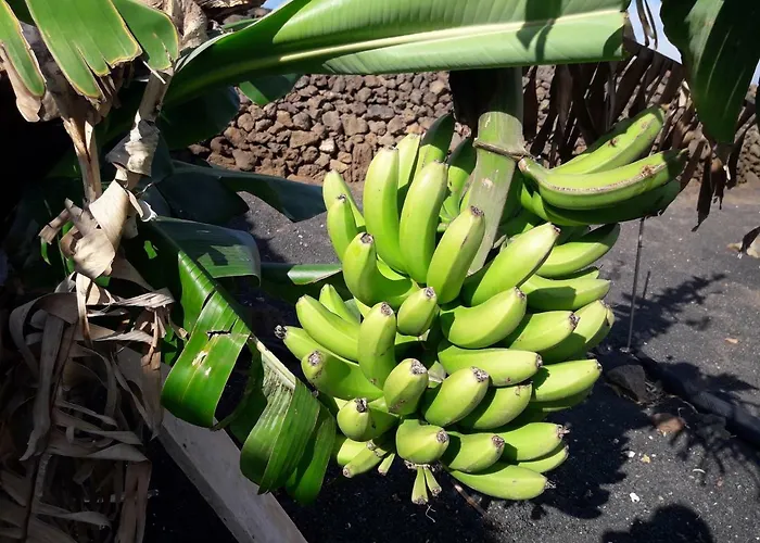 아파트 Casa Chona